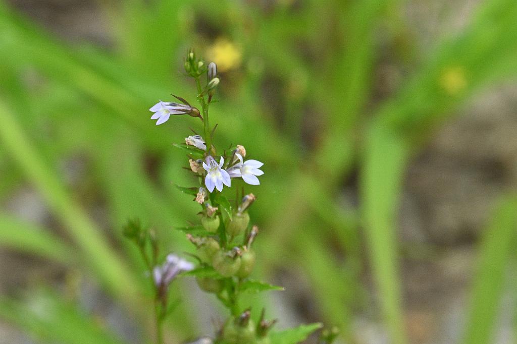 2025-08049938 Broad Meadow Brook, MA.JPG - Indian Tobacco (Lobella inflata). Broad Meadow Brook Wildlife Sanctuary, MA, 8-4-2025